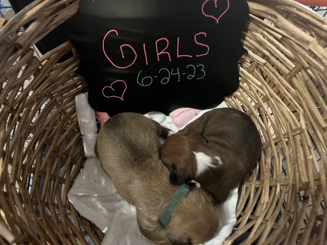 Boxer puppy for sale + 64919