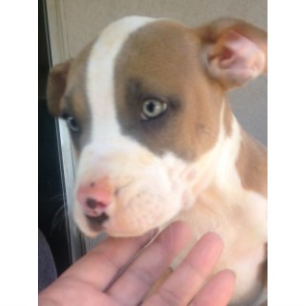 Pitbull Puppies 11 Wks Old