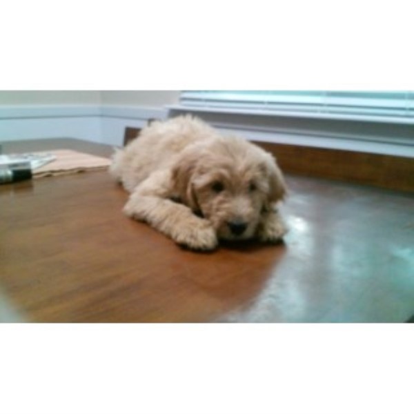 Goldendoodle puppy for sale + 46339