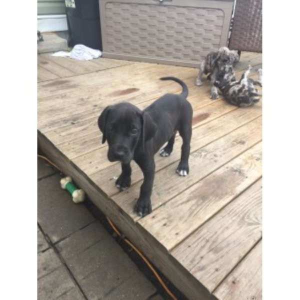 Great Dane puppy for sale + 46605