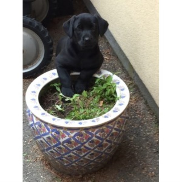 Labrador Retriever puppy for sale + 46901