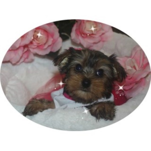 Yorkshire Terrier puppy for sale + 45810