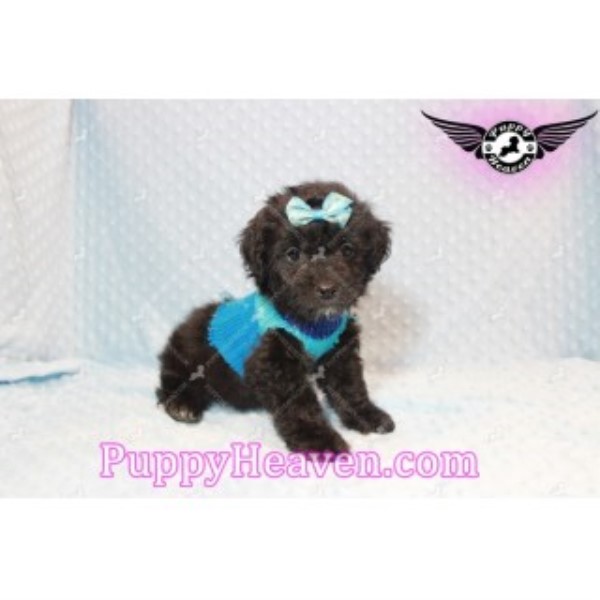 Maltese puppy for sale + 45762