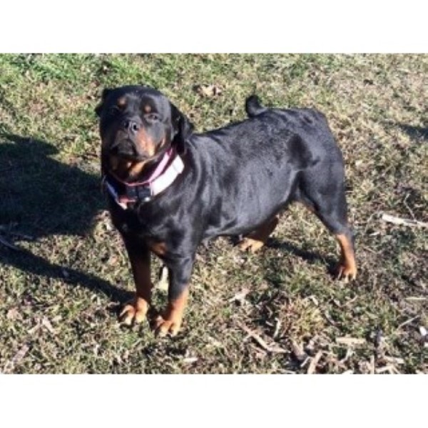 Rottweiler puppy for sale + 44438