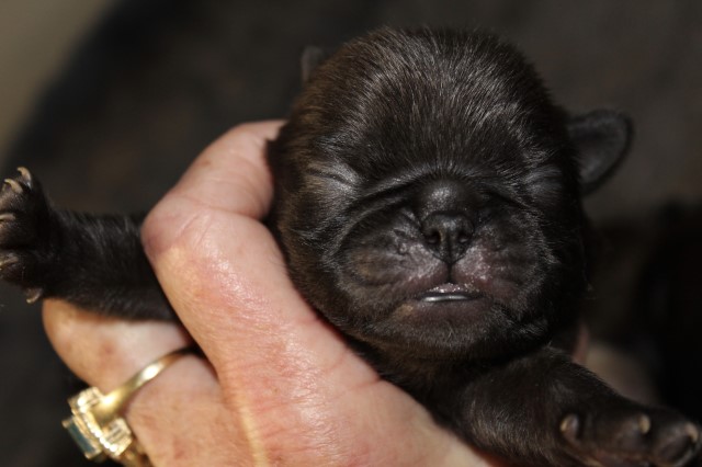 SOLD/BLACK MALE OR FEMALE PUG PUPPY AVAILABLE