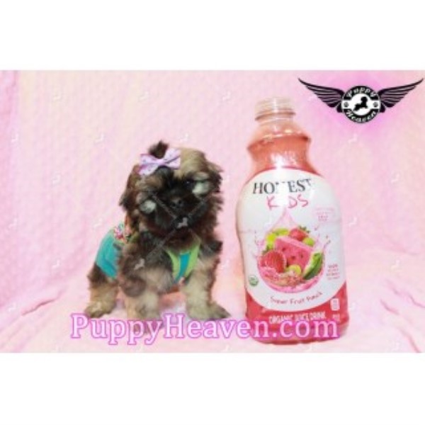 Shih Tzu puppy for sale + 45356