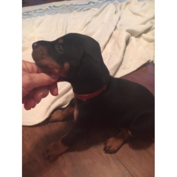 Doberman Pinscher Puppies  Full Eruopean Blood Lines Great Temperment , 6 Females Left And One Boy