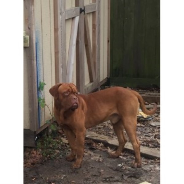 Dogue De Bordeaux (French Mastiff) puppies and dogs for sale and adoption FreeDogListings