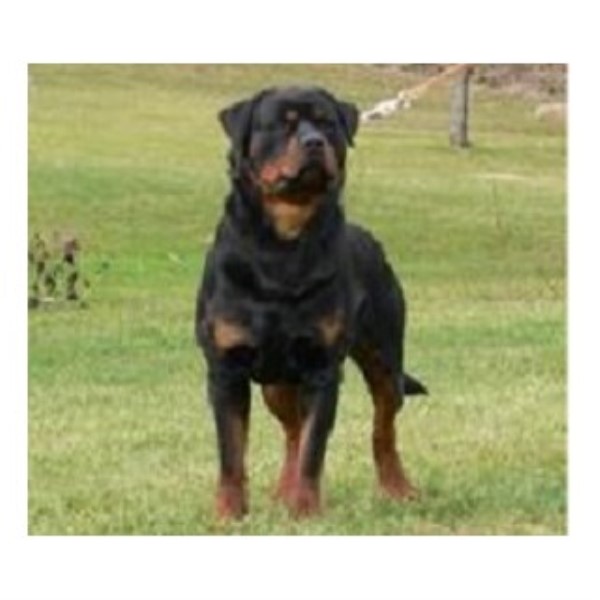 Rottweiler puppy for sale + 45580