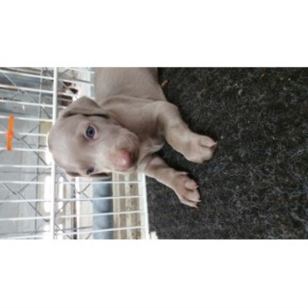 Weimaraner puppy for sale + 46411