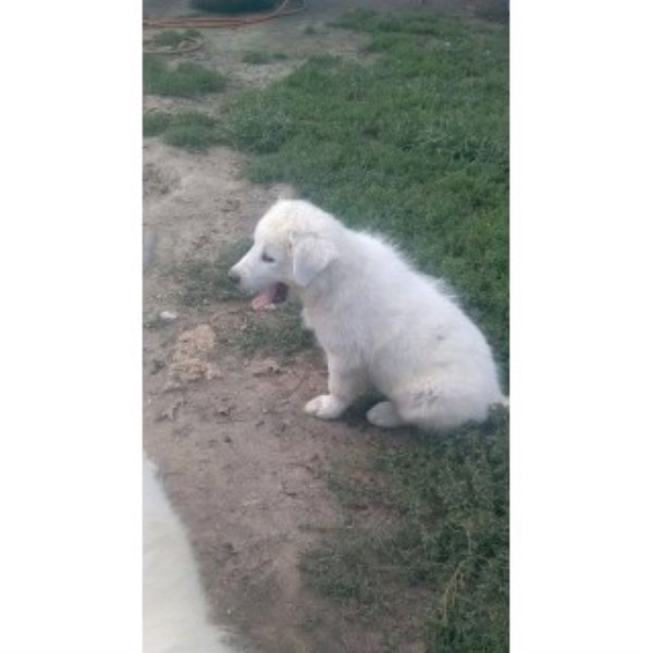 Great Pyrenees puppy for sale + 45911