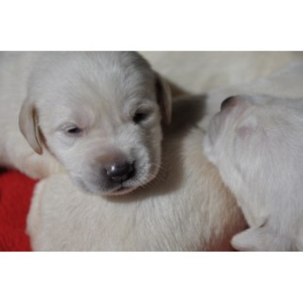 Labrador Retriever puppy for sale + 44559