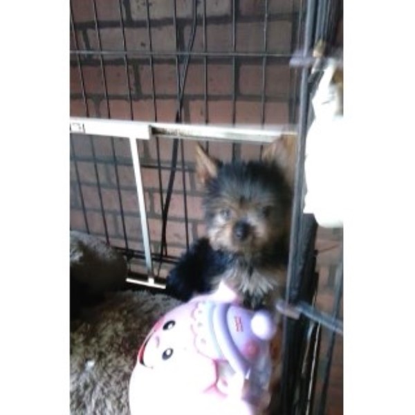 Yorkshire Terrier puppy for sale + 46047