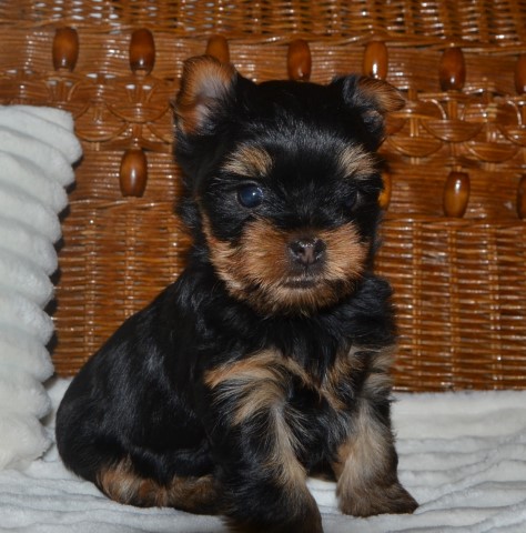Yorkie Males & Females Available
