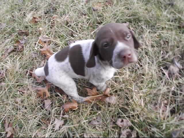 German Shorthaired Pointer puppy for sale + 46949