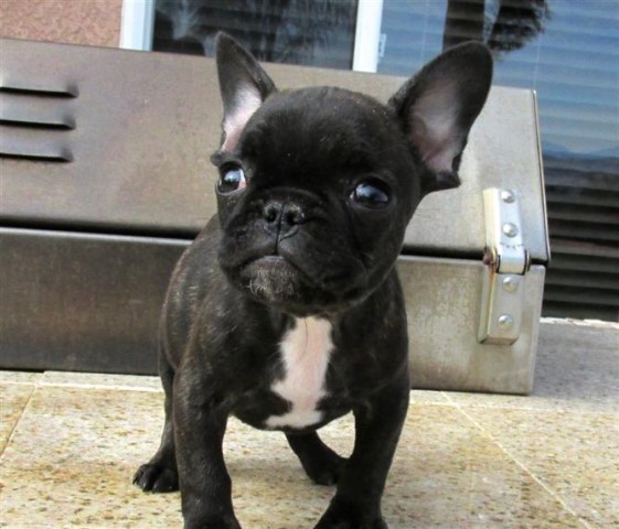 French Bulldog puppy for sale + 64552