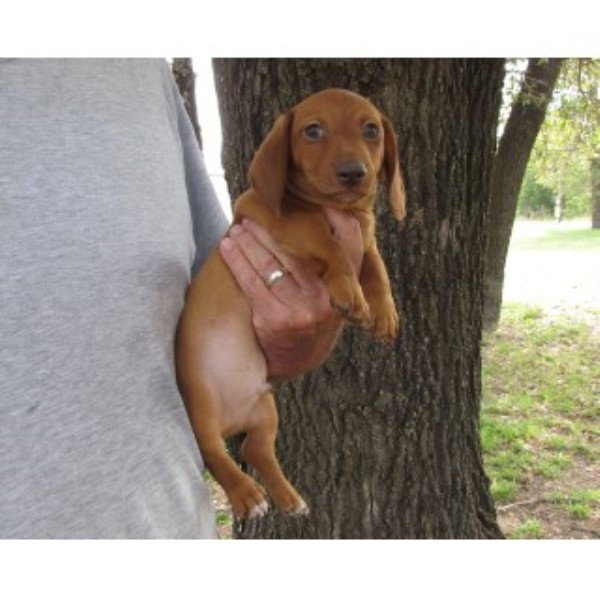 Dachshund puppy for sale + 45667