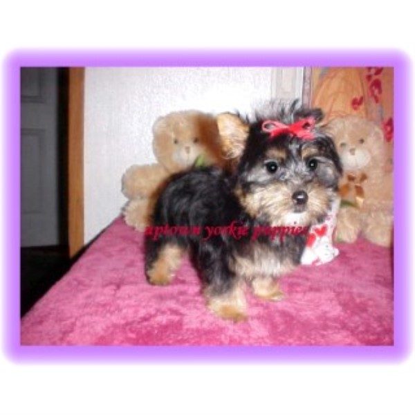 parti yorkies for sale in nc puppies for sale dogs for adoption businesses freedoglistings parti yorkies for sale in nc puppies for sale dogs for adoption businesses freedoglistings