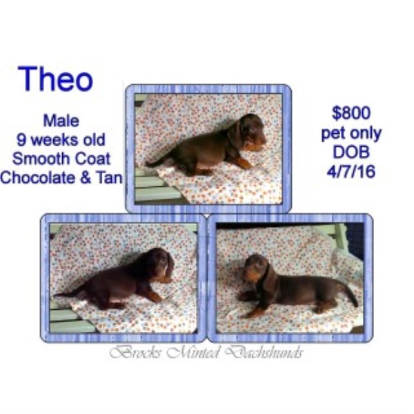 Dachshund puppy for sale + 46166