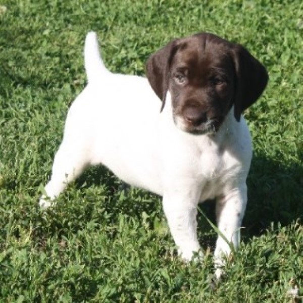 AKC German Shorthaired Pointers