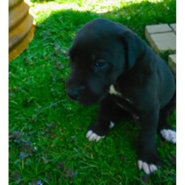 Great Dane puppy for sale + 45809