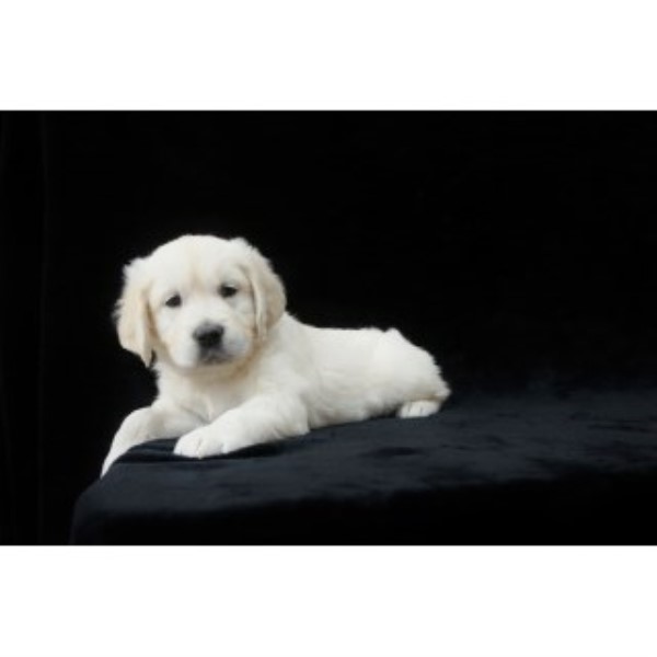 AKC English Cream Golden Retriever Ict Clear!