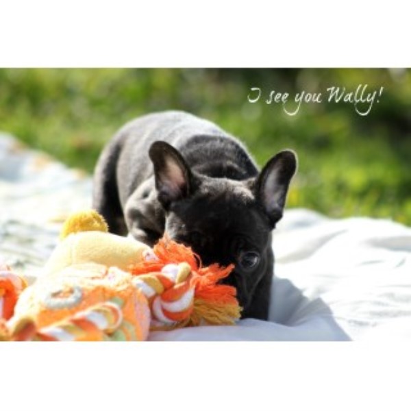 French Bulldog puppy for sale + 44790