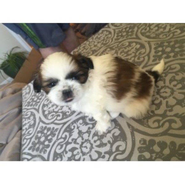 Shih Tzu puppy for sale + 45513