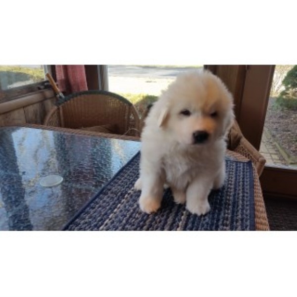 Great Pyrenees puppy for sale + 44549