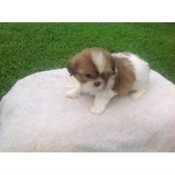 Imperial Part/chocolate Shih-tzu Baby Male!!!