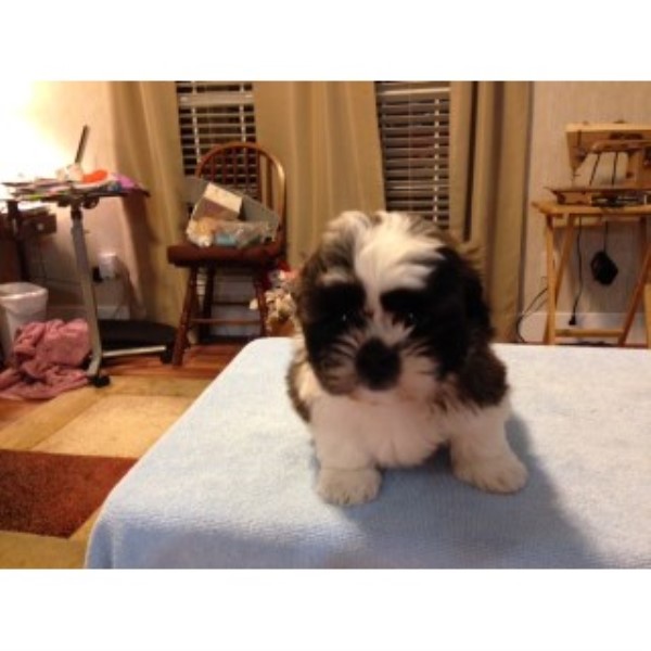Shih Tzu puppy for sale + 46575