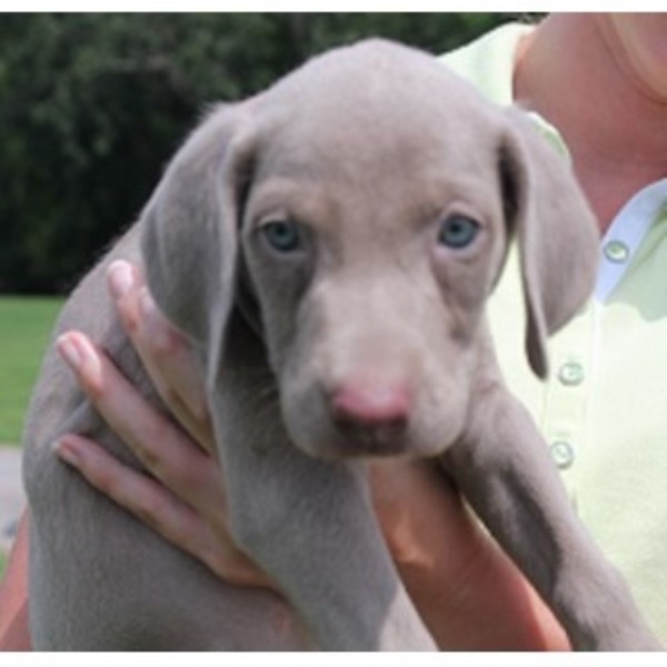 Weimaraner puppies and dogs for sale and adoption FreeDogListings