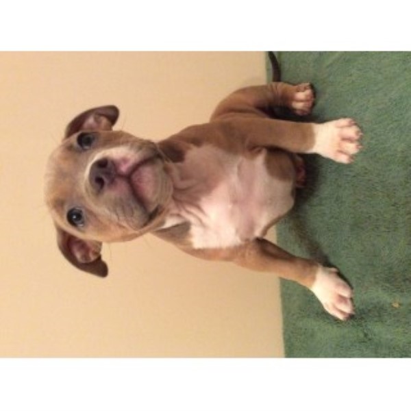American Bully, 8 Weeks Old, Abkc, Shots, Dewormed, $1500