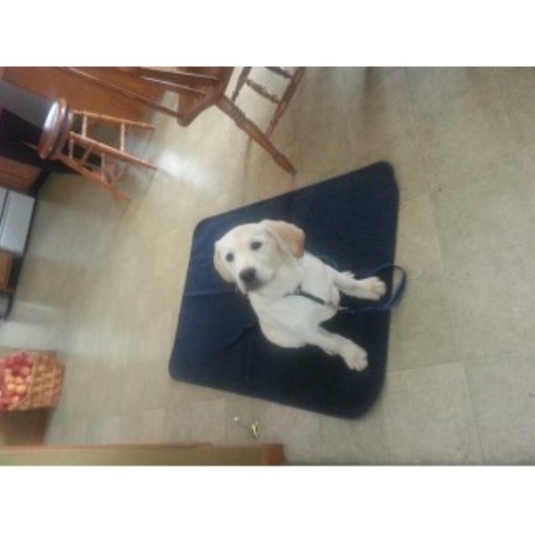 Labrador Retriever puppy for sale + 45617