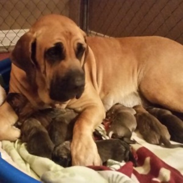 Fila Brasileiro Puppies For Sale