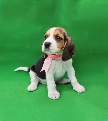 Beagle puppy for sale + 65017