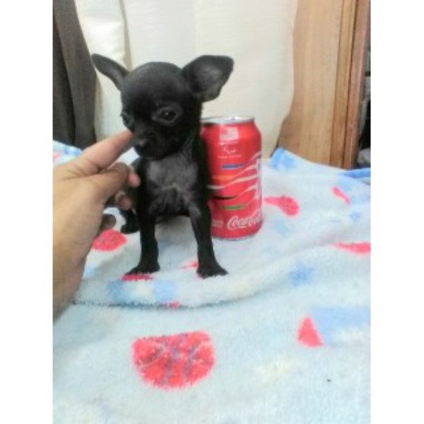Very Small Chihuahua Puppy