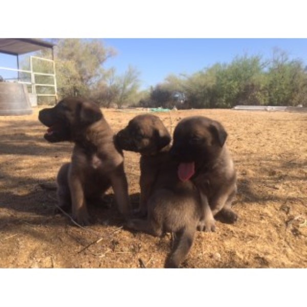 Mastiff puppy for sale + 46222