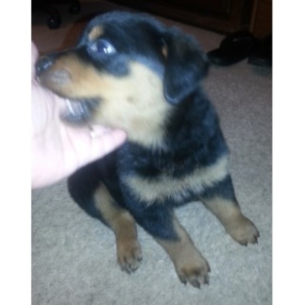 Rottweiler puppy for sale + 46217