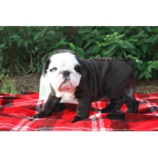 English Bulldog puppy for sale + 46664