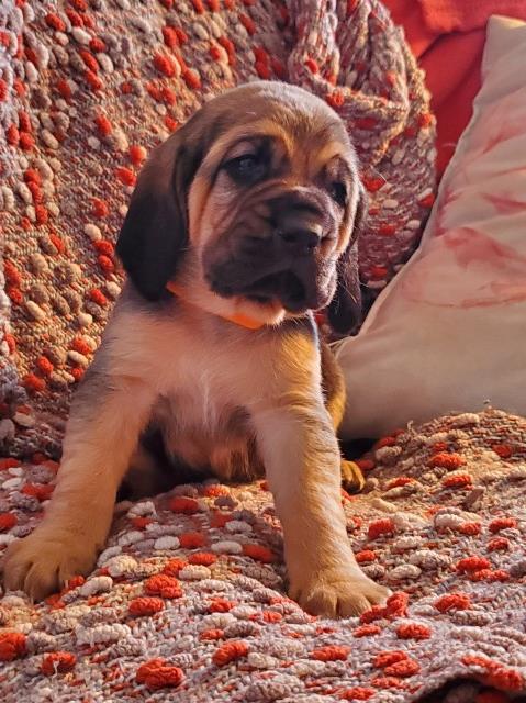 Bloodhound puppy for sale + 63082