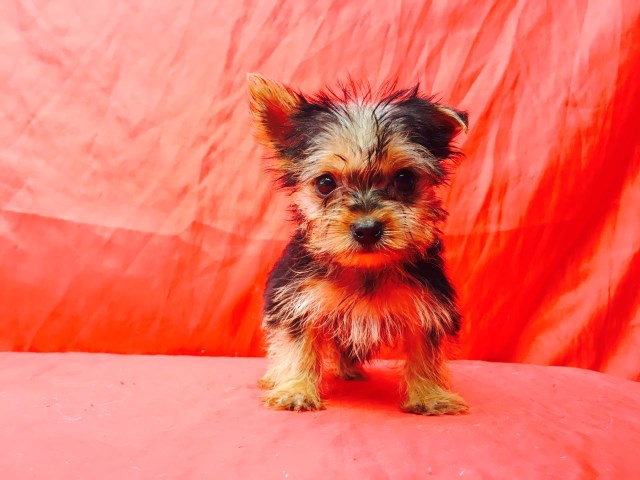 Penny Yorkshire terrier