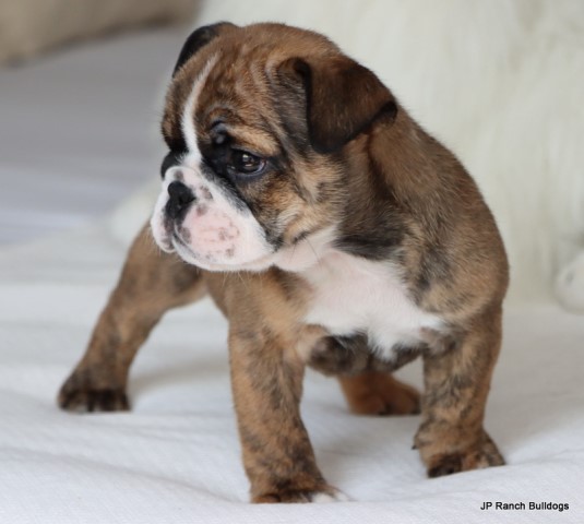 English Bulldog puppy for sale + 65825