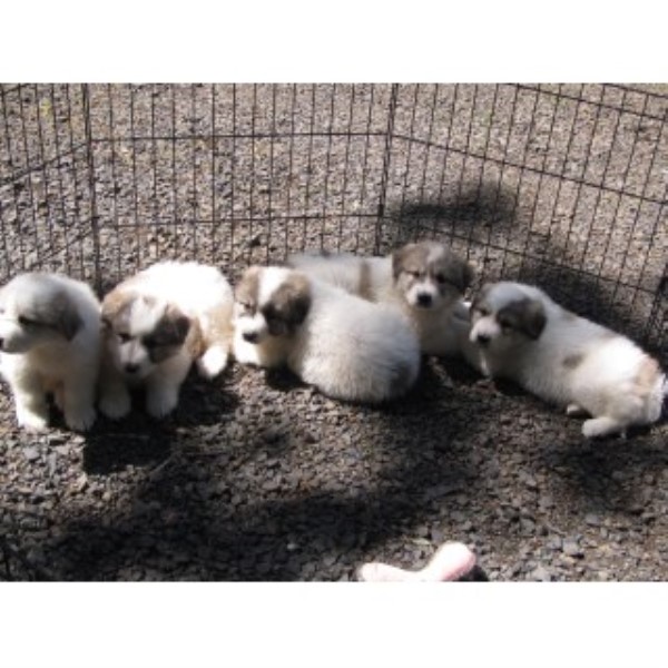 Great Pyrenees Pups Born 03/19/16