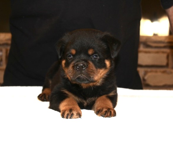 Rottweiler puppy for sale + 65015