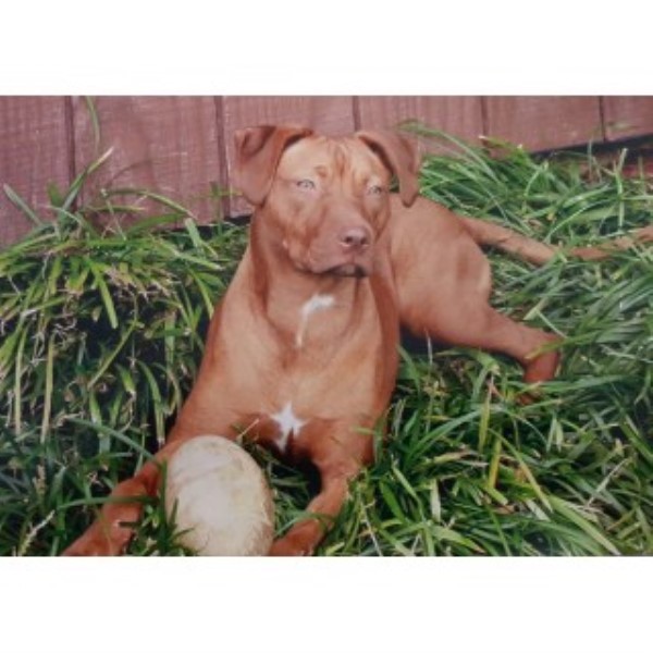 American Pit Bull Terrier puppy for sale + 45577