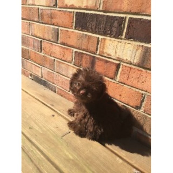 brown pugs for sale pug puppies and dogs for sale and adoption freedoglistings brown pugs for sale pug puppies and dogs for sale and adoption freedoglistings