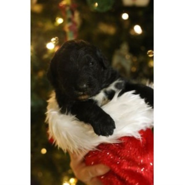 Bernedoodle Puppies For Sale (5 Females Left!)