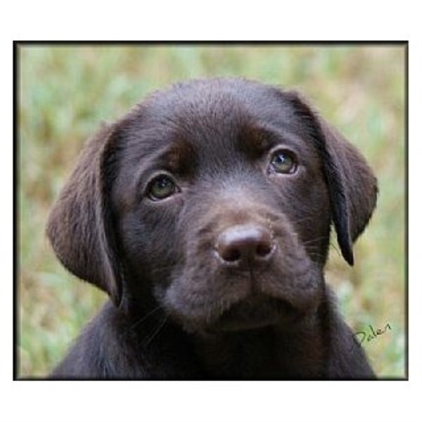Labrador Retriever puppy for sale + 40277