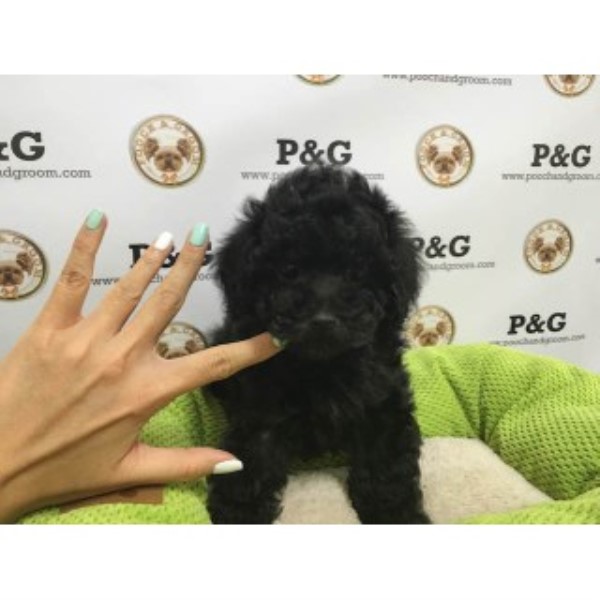 Poodle Toy puppy for sale + 44616